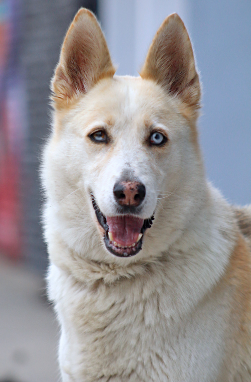 Blonde german cheap shepherd mix